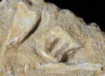 Fossil Plesiosaur (Zarafasaura) Tooth With Fish Vertebrae #61115-3
